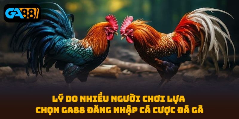 Cá cược đá gà trực tiếp Ga88