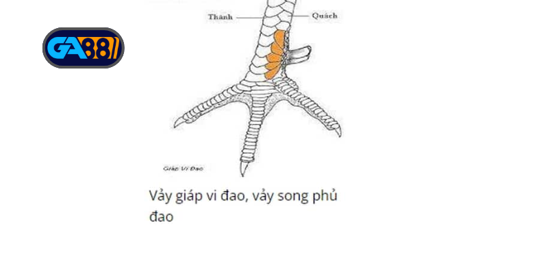 Cách soi chân gà chiến: nhận diện vảy độc và vảy quý dễ trúng