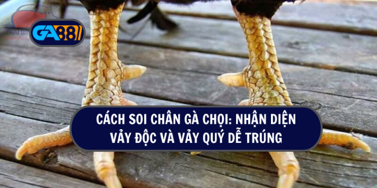 Cách soi chân gà chiến: nhận diện vảy độc và vảy quý dễ trúng