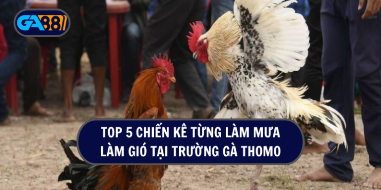 Chiến kê trường gà Thomo