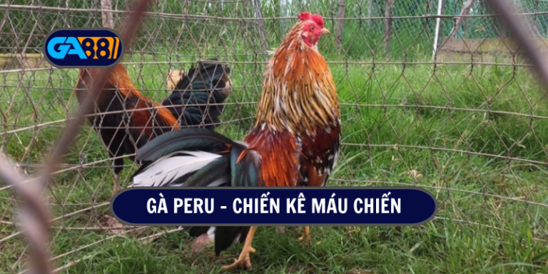 Gà Peru