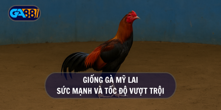 Giống gà Mỹ lai