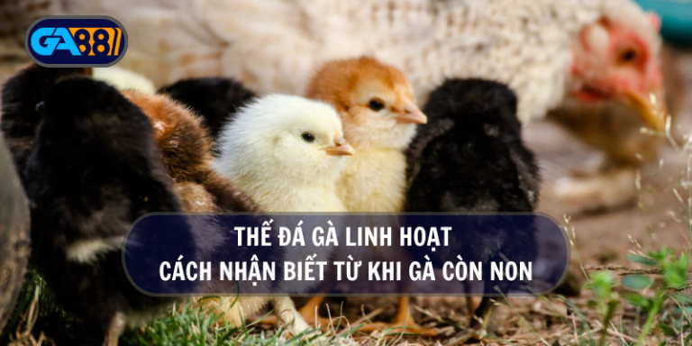 Thế đá gà linh hoạt – cách nhận biết từ khi gà còn non