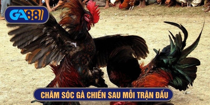 Chăm sóc và xử lý vết thương sau thi đấu cẩn thận để gà nhanh chóng hồi phục