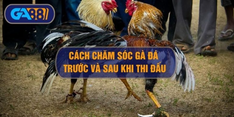 Cách chăm sóc gà đá trước và sau mỗi trận đấu kê sư cần biết