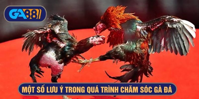 Một số lưu ý trong quá trình chăm sóc gà chiến sư kê cần quan tâm