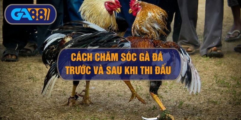 Cách chăm sóc gà đá trước và sau mỗi trận đấu kê sư cần biết