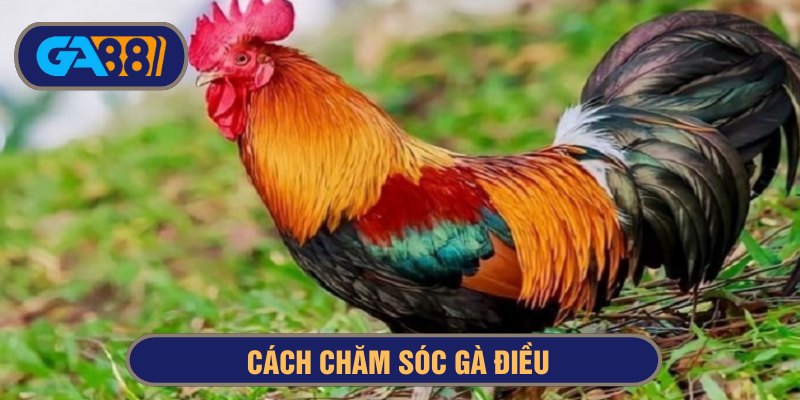 Bổ sung dinh dưỡng, rèn luyện thể lực gà hàng ngày