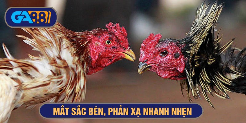 Chiến kê có mắt tinh anh, sắc bén và quan sát nhanh nhạy