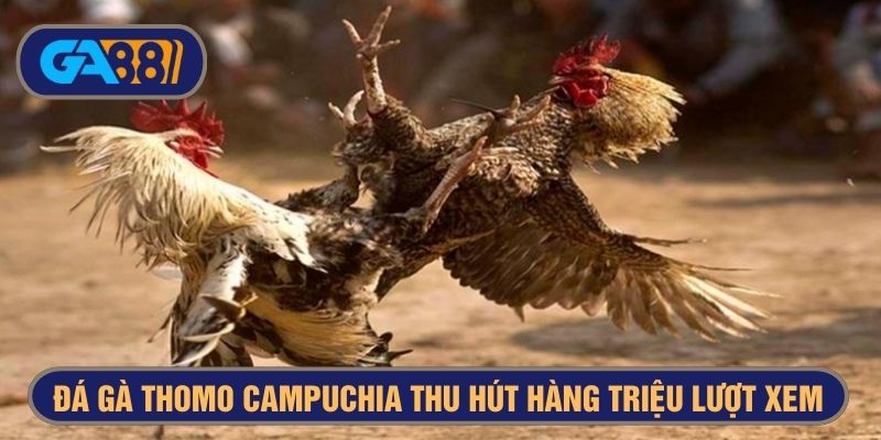 Đá gà mạng Campuchia giải C1, C2, C3 thu hút hàng triệu lượt xem