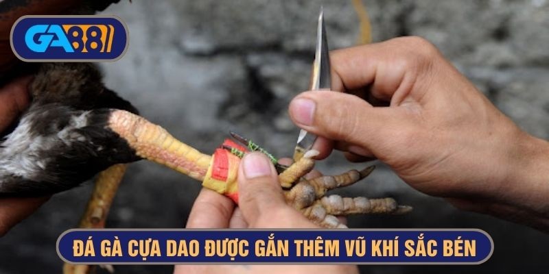 Đá gà cựa dao thịnh hành bởi sự kịch tính và sát thương cao