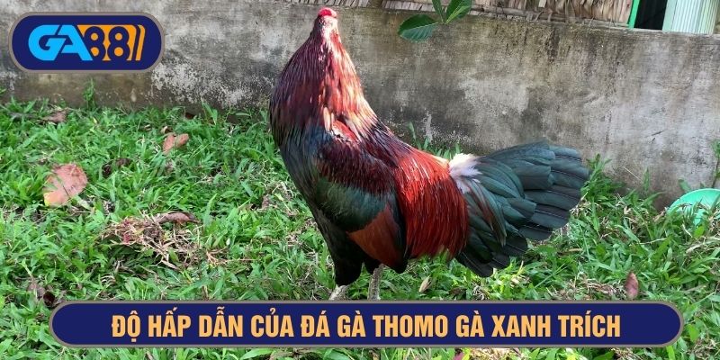 Gà xanh mồng trích khá hiếm nhưng rất đáng để sở hữu