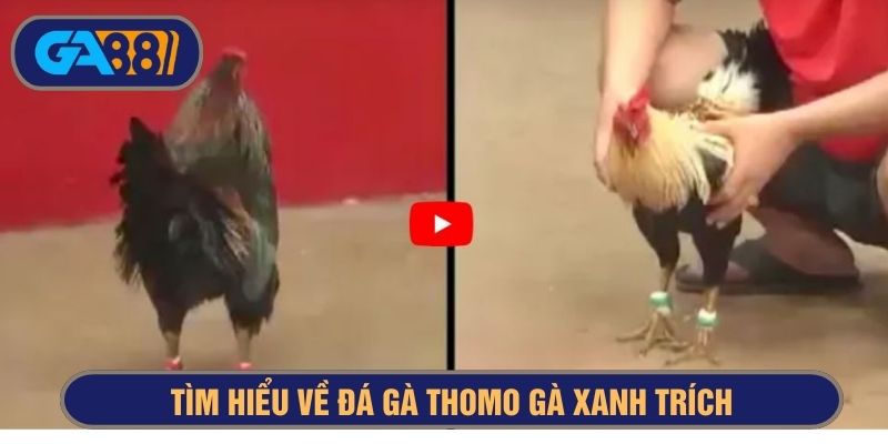 Các trận gà Thomo xanh trích rất kịch tính, hấp dẫn
