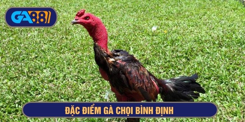Phân biệt gà Bình Định với các giống khác qua đặc điểm
