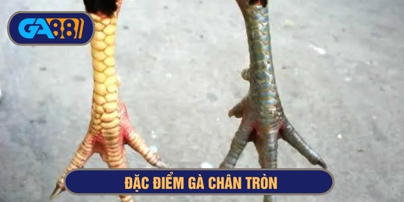 Chân gà tròn, vảy đều, sáng màu
