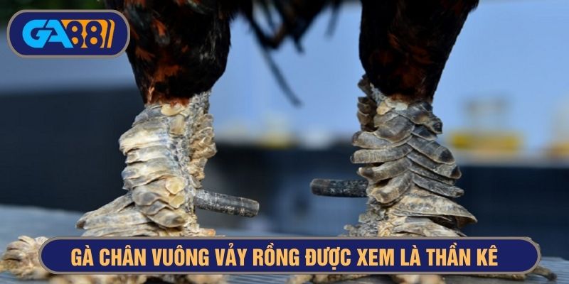 Giống gà chân vuông có vảy rồng chiến thắng nhiều trận đấu
