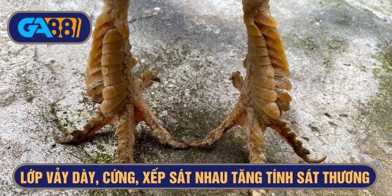 Phần chân có lớp vảy dày, cứng, tăng sức sát thương khi đá
