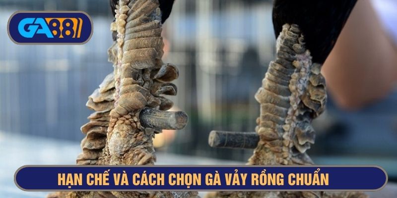 Chọn gà chân vuông vảy rồng không quá cồng kềnh
