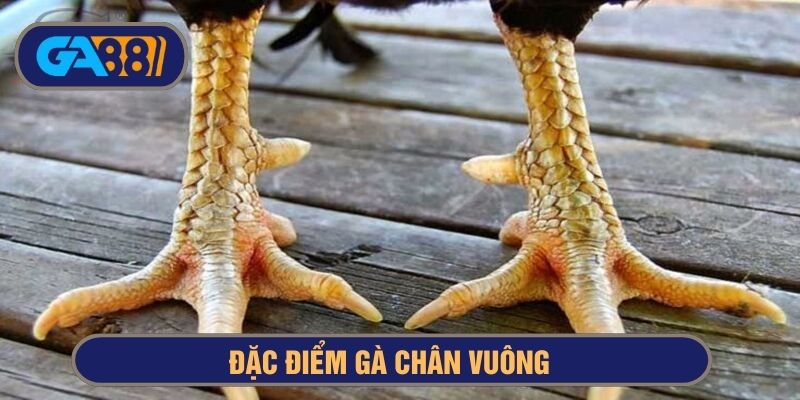 Gà chân vuông dáng vẻ hầm hố, vảy cứng nhiều khe cạnh