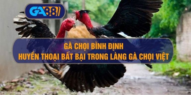 Gà Chọi Bình Định – Huyền Thoại Bất Bại Trong Làng Gà Chọi Việt