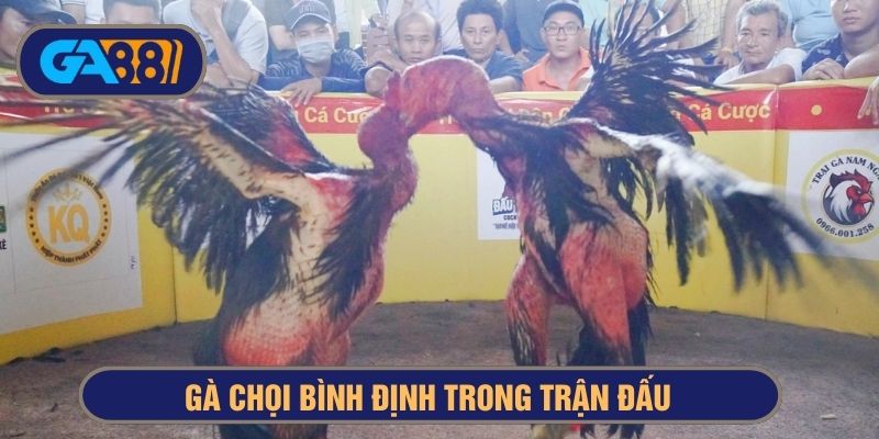 Gà chọi Bình Định có khả năng tung đòn hiểm cực đẹp
