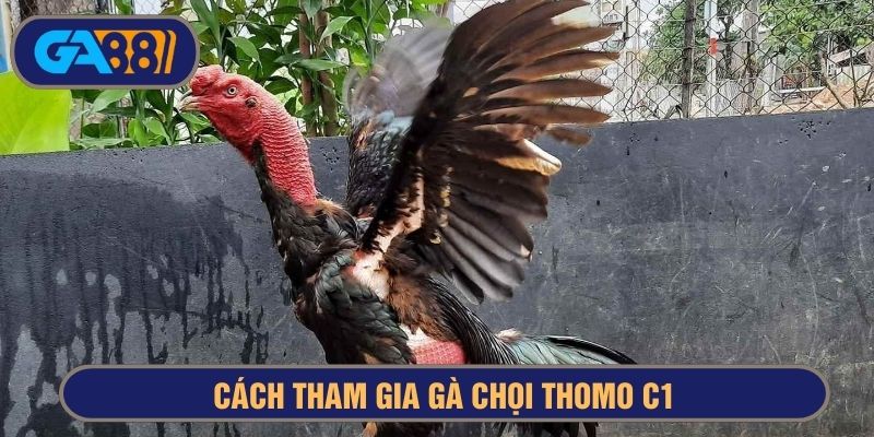 Chọn gà tham gia Thomo C1 là quá trình phức tạp