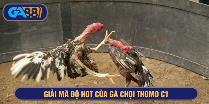 Nhiều mô hình dự đoán kết quả có mức thưởng hấp dẫn ở gà Thomo C1