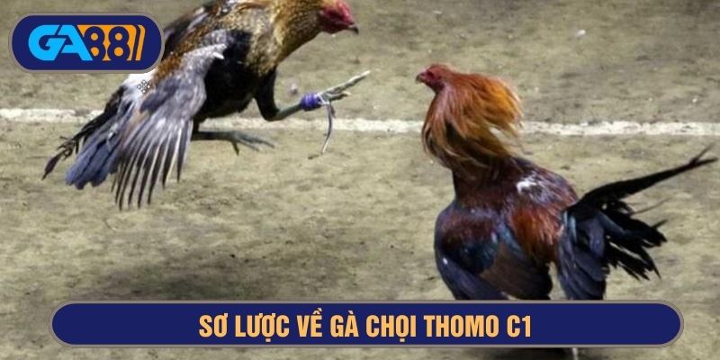Đá gà C1 Thomo là đấu trường đẳng cấp cao nhất