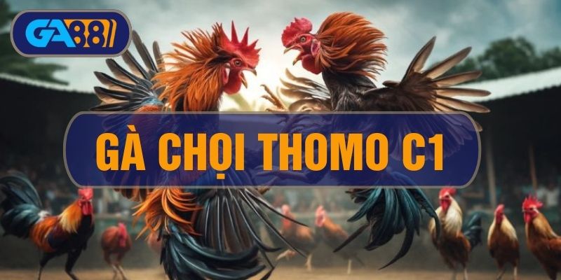 Gà Chọi C1 Thomo - Tìm Hiểu Về Champions League Của Đá Gà