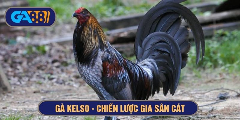 Gà Kelso vừa bền bỉ vừa có lối đá thông minh
