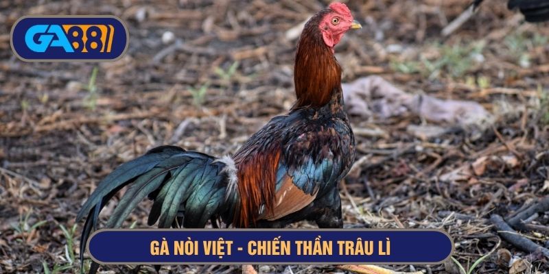 Gà nòi Việt tuy nhỏ con nhưng độ bền bỉ khá cao
