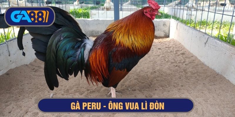 Gà Peru nổi tiếng với thân hình lực lưỡng cùng thể lực bền bỉ
