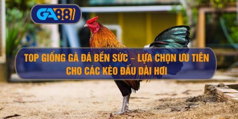 Top giống gà đá bền sức – Lựa chọn ưu tiên cho các kèo đấu dài hơi