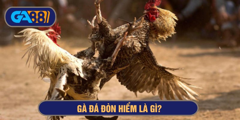 Gà đá đòn hiểm có khả năng tung cú đánh mạnh mẽ