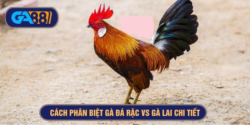 Việc phân biệt gà thuần và gà lai rất đơn giản dành cho mọi người

