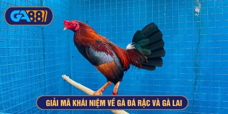 Gà đá rặc đang là giống được ưa chuộng hơn hiện tại
