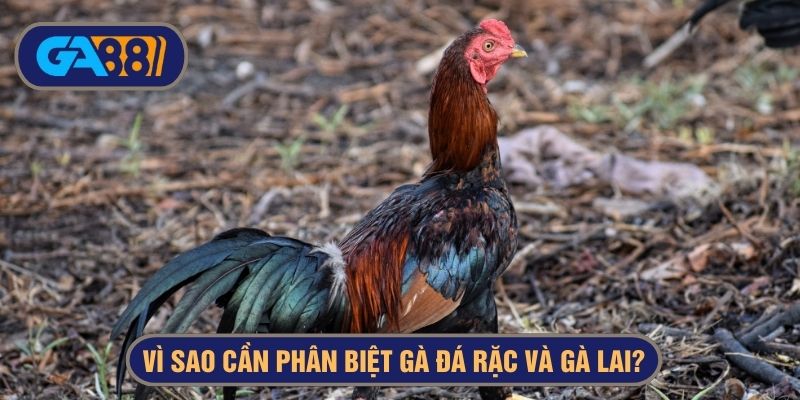 Việc phân biệt gà đá rặc và gà lai mang đến khả năng tối ưu lợi nhuận
