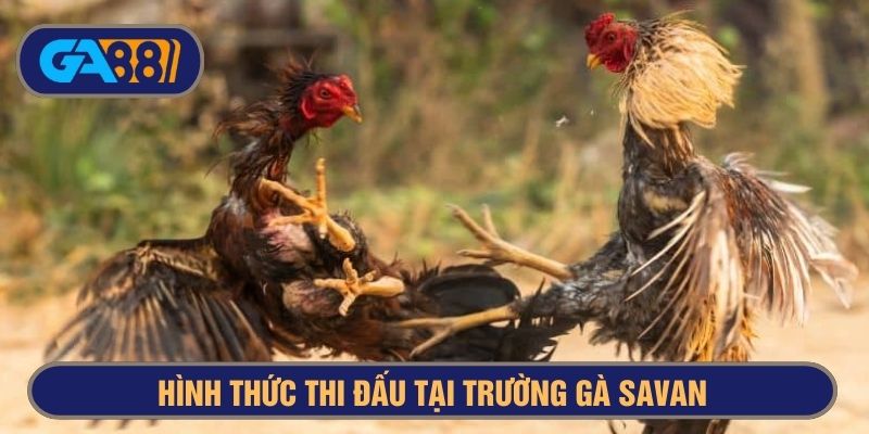 Nhiều hình thức thi đấu được tổ chức tại trường gà Savan
