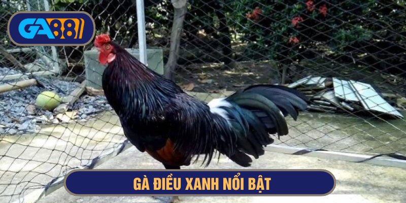 Gà màu điều xanh có thân hình săn chắc, nhanh nhẹn