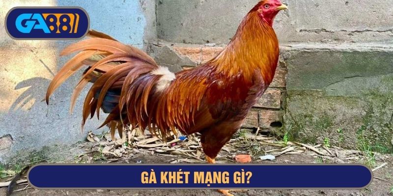 Màu mạng gà khét liên quan đến màu sắc chân