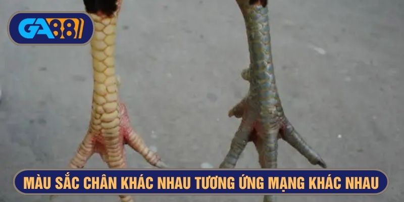 Gà khét mạng gì nếu chân có màu vàng?