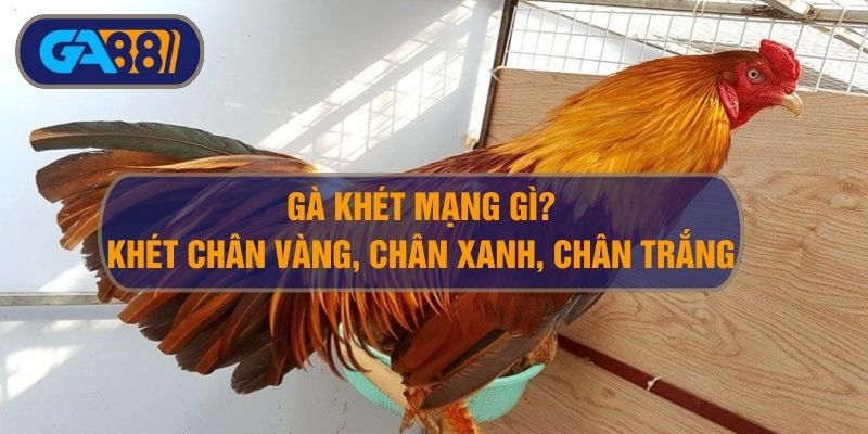 Gà khét mạng gì? Chân vàng, chân xanh có khác nhau?