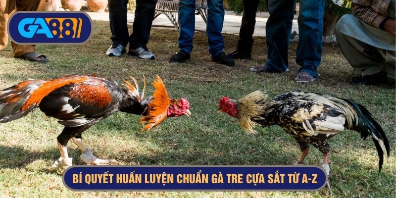 Việc vần gà ở sân nhỏ là điều cần thiết trước khi ra quân
