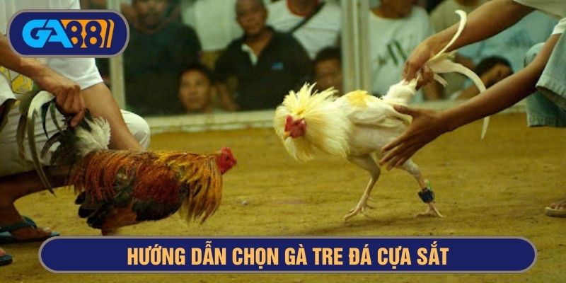 Gà tre đá cựa sắt thường có vẻ ngoài đa dạng, đẹp mắt