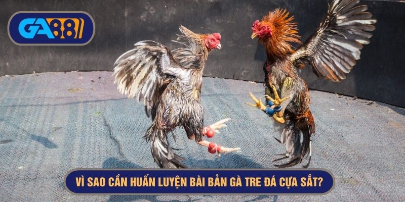 Gà tre đá cựa sắt yêu cầu quá trình huấn luyện chi tiết, lâu dài
