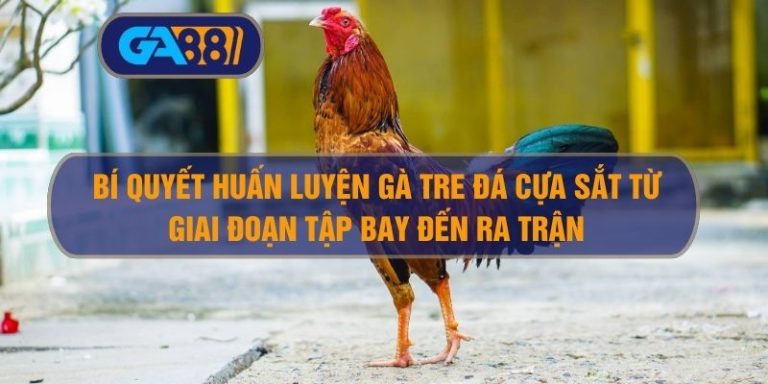 Bí Quyết Huấn Luyện Gà Tre Đá Cựa Sắt Từ Giai Đoạn Tập Bay Đến Ra Trận