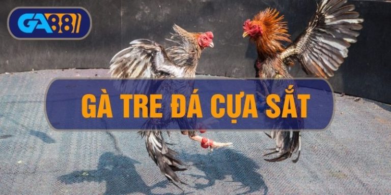 Gà Tre Đá Cựa Sắt - Cách Nuôi Và Huấn Luyện Tạo Ra Siêu Kê