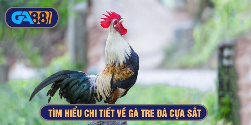 Gà tre đang là giống được ưa chuộng cho đá cựa sắt
