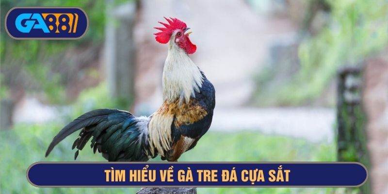 Gà tre tuy nhỏ nhưng khả năng chiến đấu rất đỉnh khi gắn cựa sắt