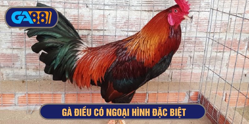 Gà điều có ngoại hình ấn tượng, lông màu đỏ và đen tuyền